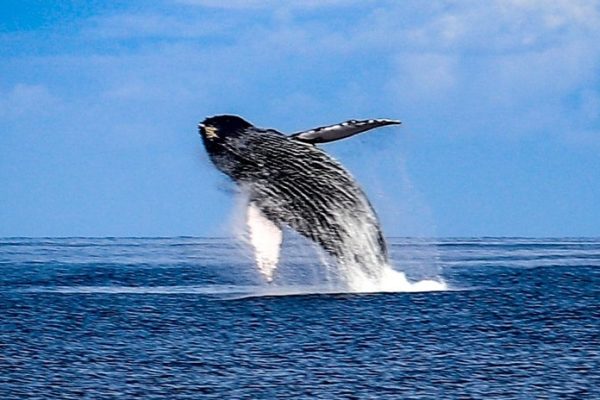 24131-whale-watching-maalaea-1701536385