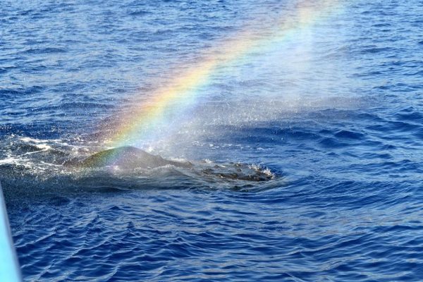 24198-whale-watching-in-maalaea-1701611781