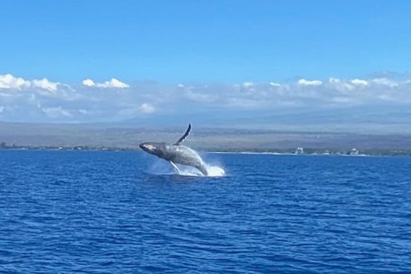 24199-whale-watching-boat-trip-in-maalaea-1701611780