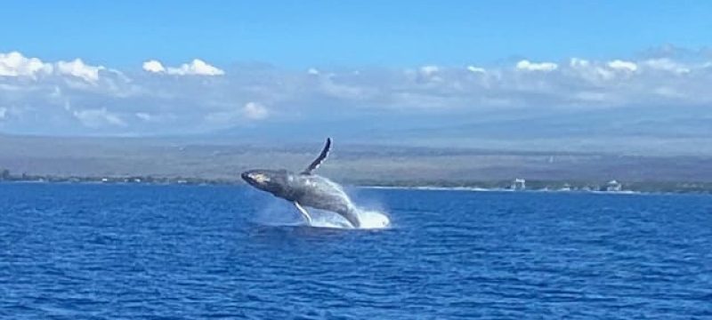 24199-whale-watching-boat-trip-in-maalaea-1701611780