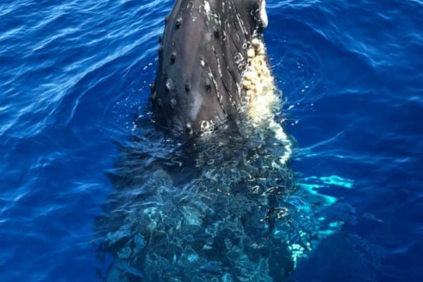 24201-humpback-whale-tour-hawaii-1701611780