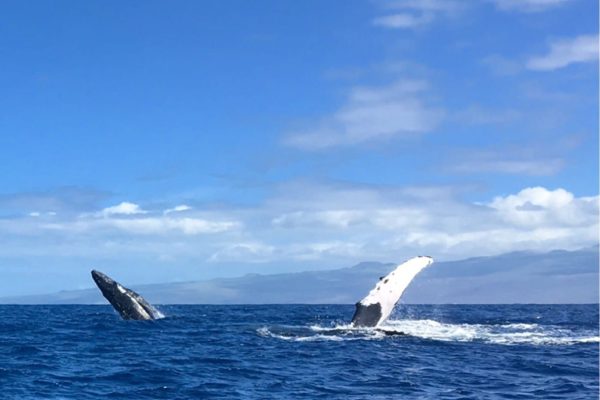 24213-humpback-whale-watching-1701625763