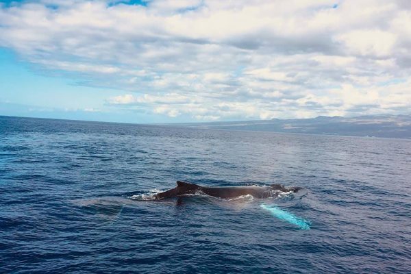 24214-dolphin-watching-trip-hawaii-1701625763