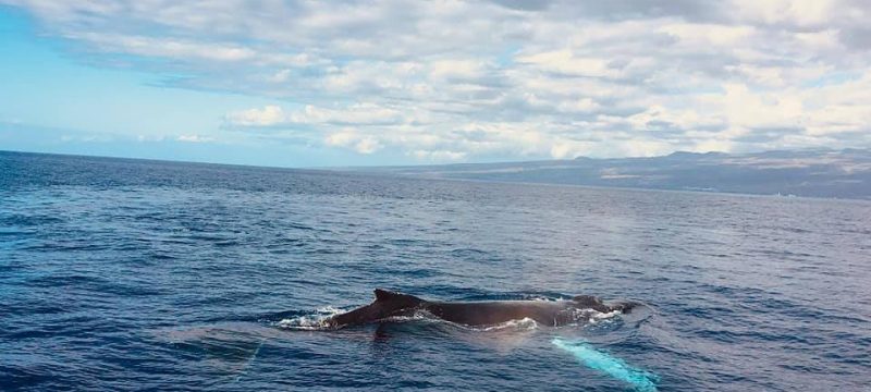 24223-whale-watching-tour-in-kona-1701630512