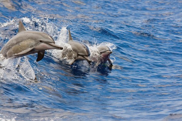 24224-dolphin-watching-tour-in-kona-1701630512