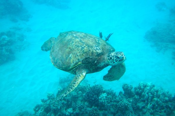 24228-snorkeling-with-turtles-in-hawaii-1701633052