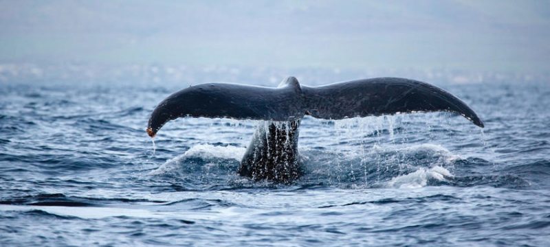 24231-whale-watching-tour-in-waikiki-1701691149