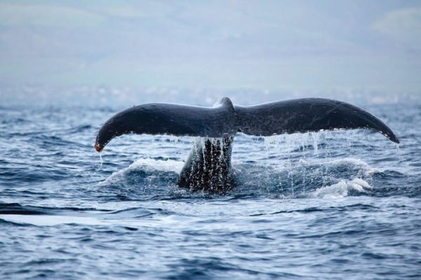 24231-whale-watching-tour-in-waikiki-1701691149