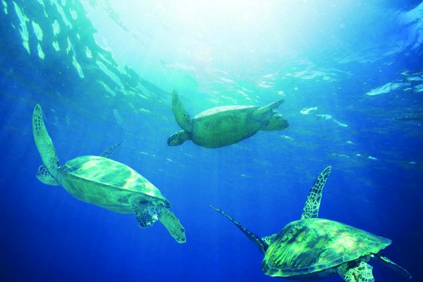 24235-snorkeling-with-turtles-in-waikiki-1701684584