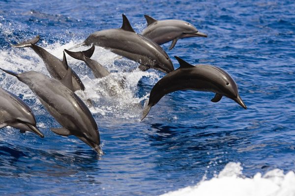 24244-dolphins-and-sailing-in-waianae-1701706969