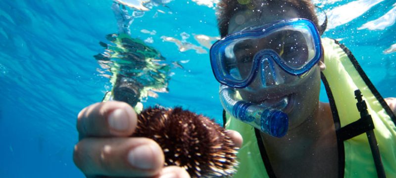 24247-snorkeling-with-marine-life-1701684584