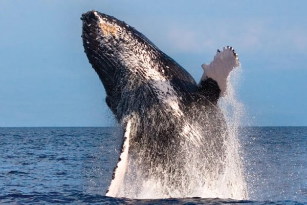 24250-whale-watching-in-waianae-1701684584