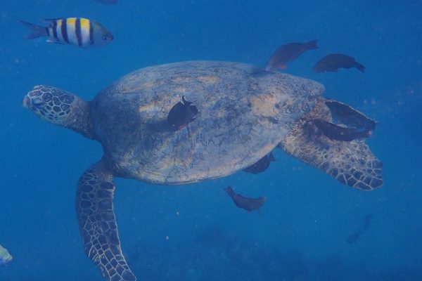 24259-snorkeling-with-turtles-in-honolulu-1701689755