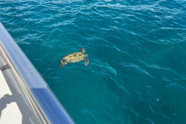 24262-swimming-with-turtles-oahu-1701689755