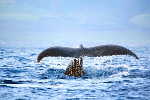 24268-whale-watching-tour-waikiki-1701692517