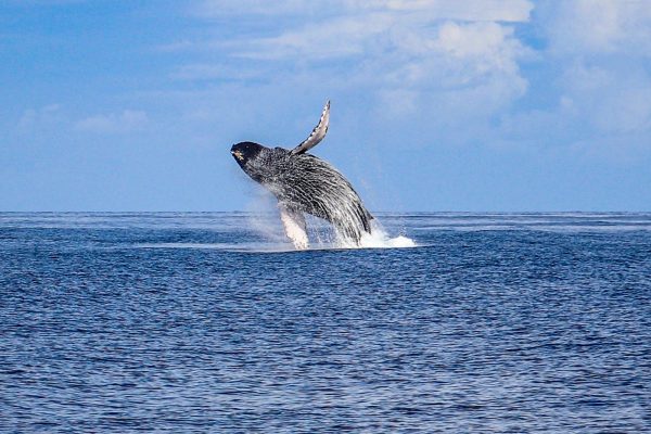 24269-whale-watching-in-hawaii-1701692517