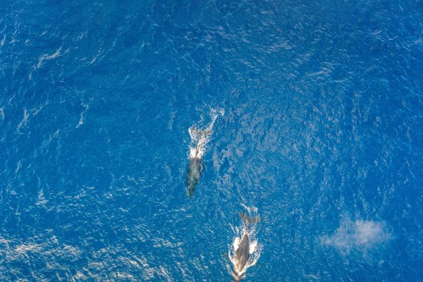 24271-snorkeling-with-dolphins-1701692517