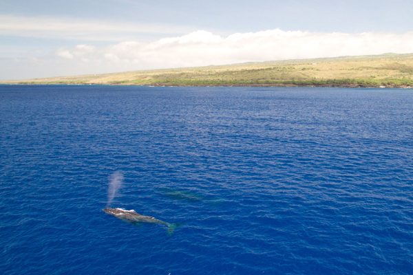 24286-waianae-boat-trip-1701701494