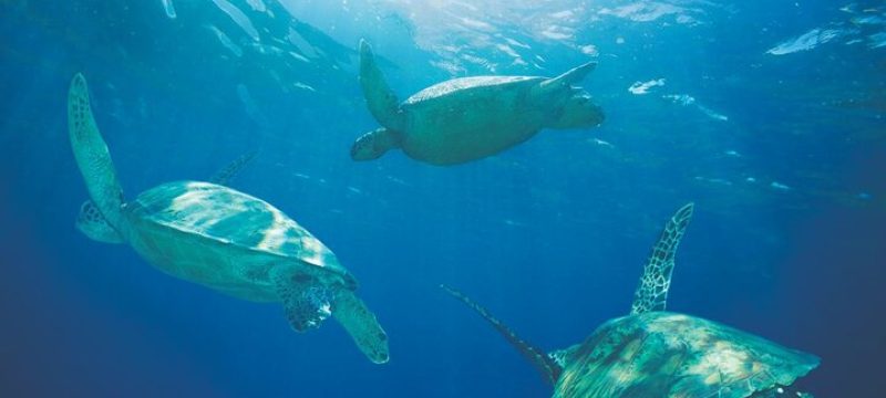 24293-turtle-catamaran-tour-in-hawaii-1701704194