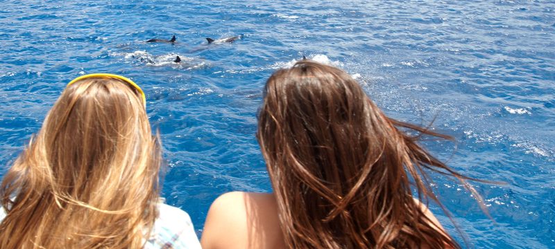 24305-powerboat-wildlife-watching-in-waianae-1701711447