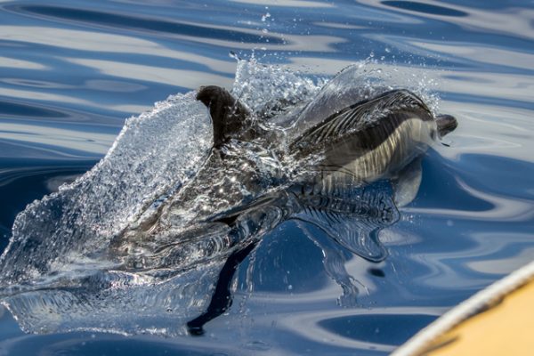 2434-cover-for-whale-watching-and-islet-boat-tour-in-sao-miguel-1575398004