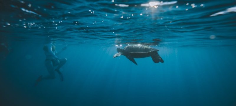 24352-snorkeling-with-turtles-in-hawaii-1701973106