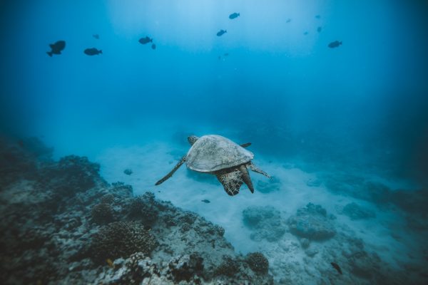 24355-snorkeling-with-turtles-in-waikiki-1702039998