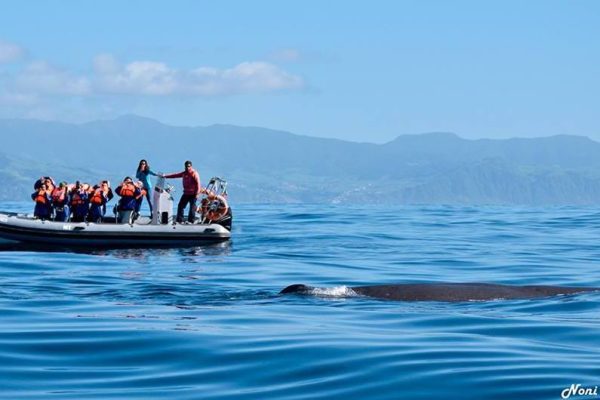 2444-cover-for-dolphin-and-whale-watching-in-azores-1575398008