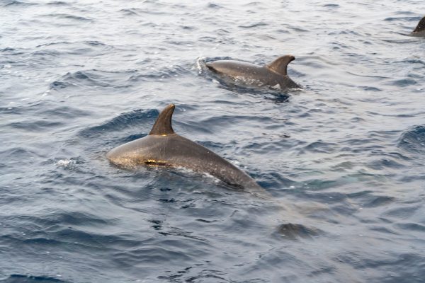 25819-azores-boat-tour-on-the-north-coast-1710879531