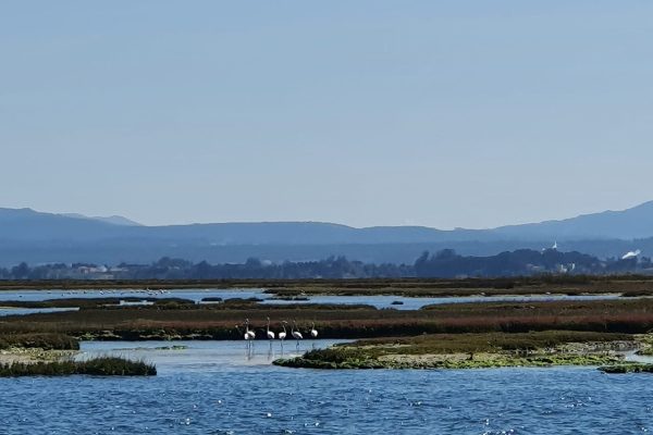 26720-aveiro-boat-tour-1718779903