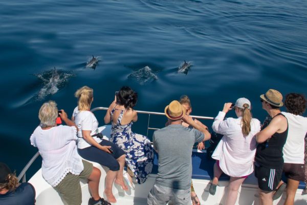 27001-dolphin-watching-on-a-catamaran-in-lagos-1720085397