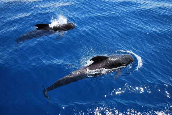 2838-3h-whale-and-dolphin-watching-in-tenerife-with-lunch-1575398202