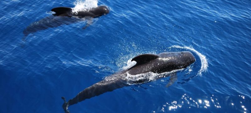 2838-3h-whale-and-dolphin-watching-in-tenerife-with-lunch-1575398202