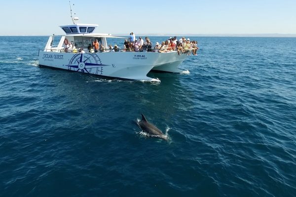 3099-dolphin-watching-in-vilamoura-1575398334