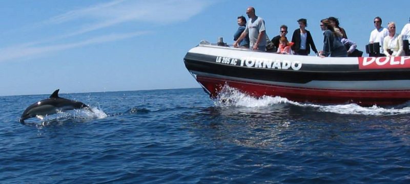 335-dolfijnen-boot-trip-in-lagos-portugal-1575397048