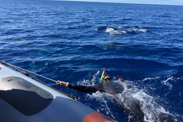 3610-swimming-dolphins-madeira-1575398590