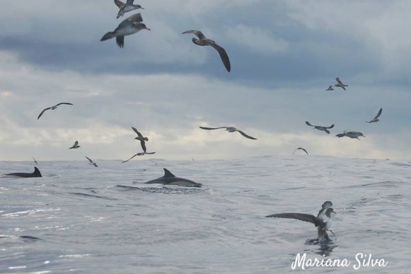 387-whale-watching-sao-miguel-4-1575397075