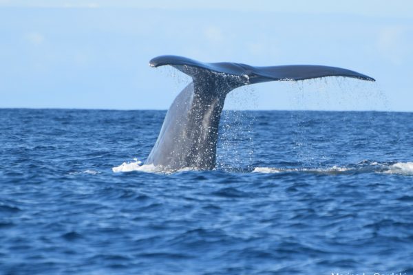 389-whale-watching-sao-miguel-1575397076-png