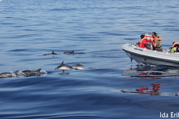 390-dolphins-azores-1575397076-png