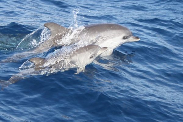 3930-dolphins-lanzarote-1575398729