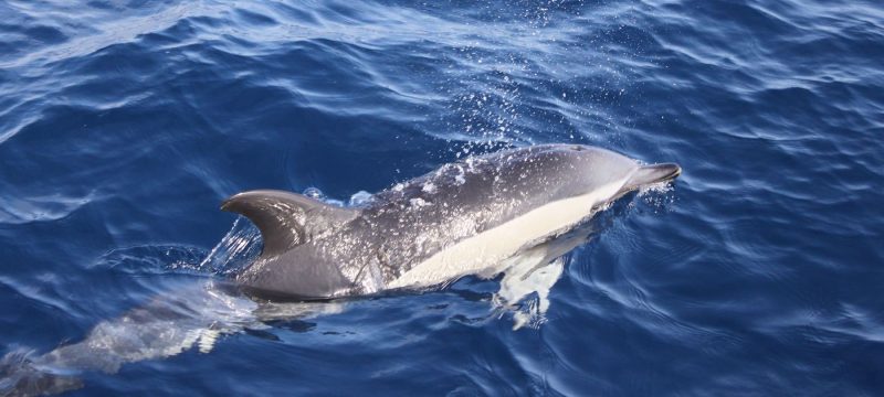 3937-cover-for-dolphin-watching-in-lanzarote-1575398732