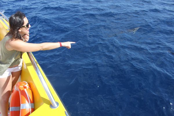 3943-dolphin-watching-lanzarote-1575398735