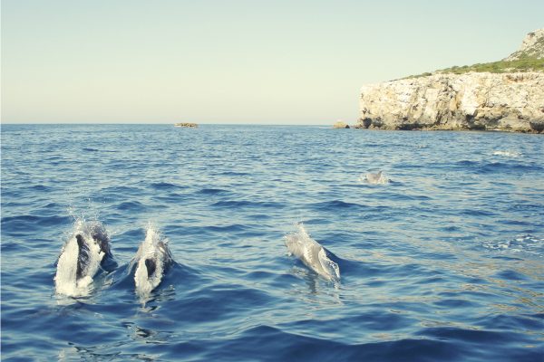 4001-sesimbra-boat-tour-1575398760