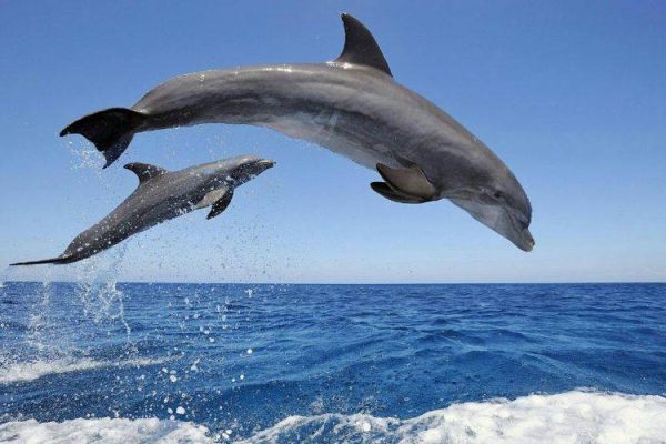 4013-dolphins-tenerife-1575398766