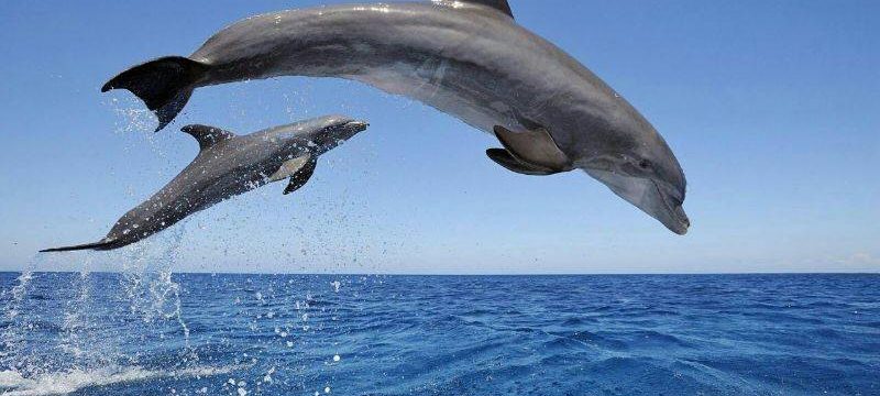 4013-dolphins-tenerife-1575398766