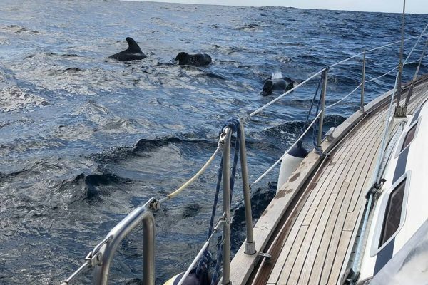 4014-dolphins-and-whales-tenerife-1575398766