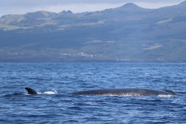 4029-whales-faial-1575398772