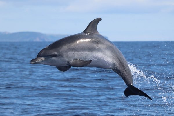 4030-dolphin-watching-horta-1575398772