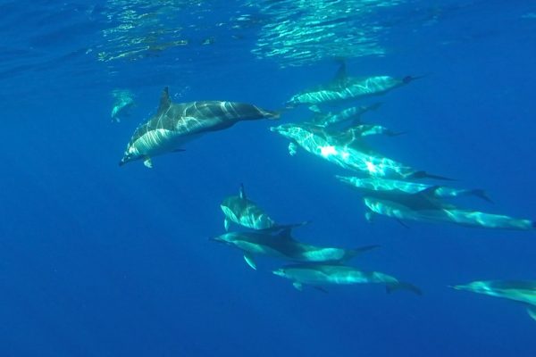 4037-swimming-with-dolphins-in-madeira-1575398775