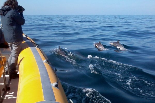 407-dolphin-watching-in-sesimbra-1593095231